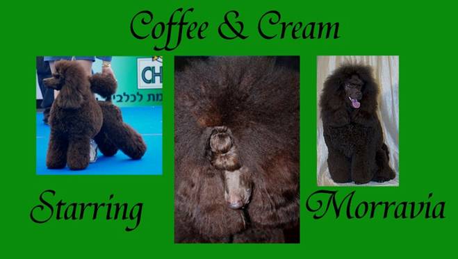 coffee_collage_for_web.jpg