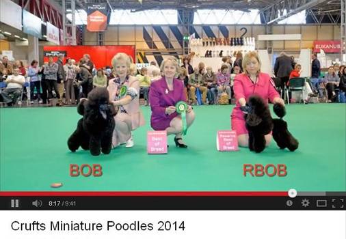 Crufts14_minis.jpg